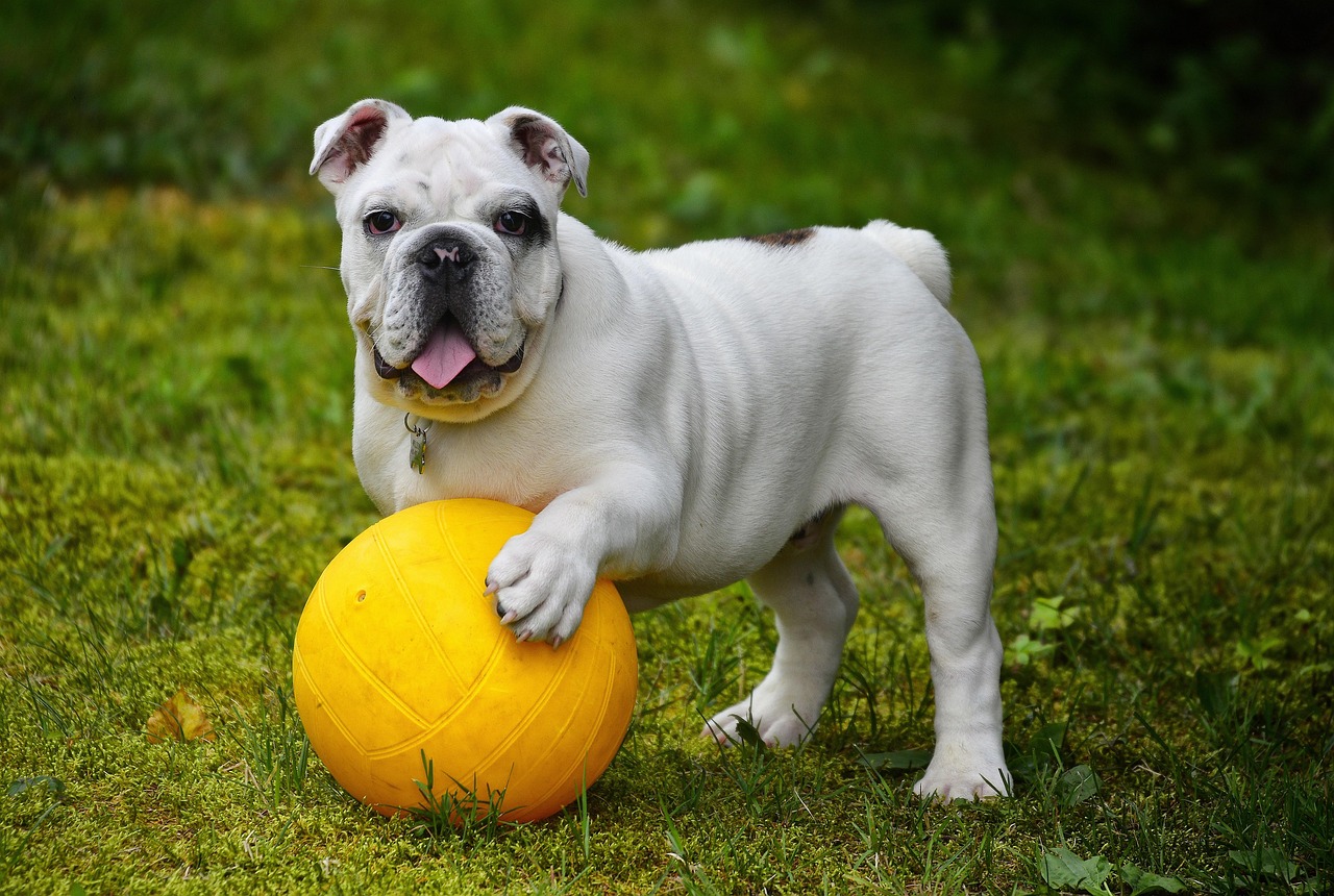 Happy dog